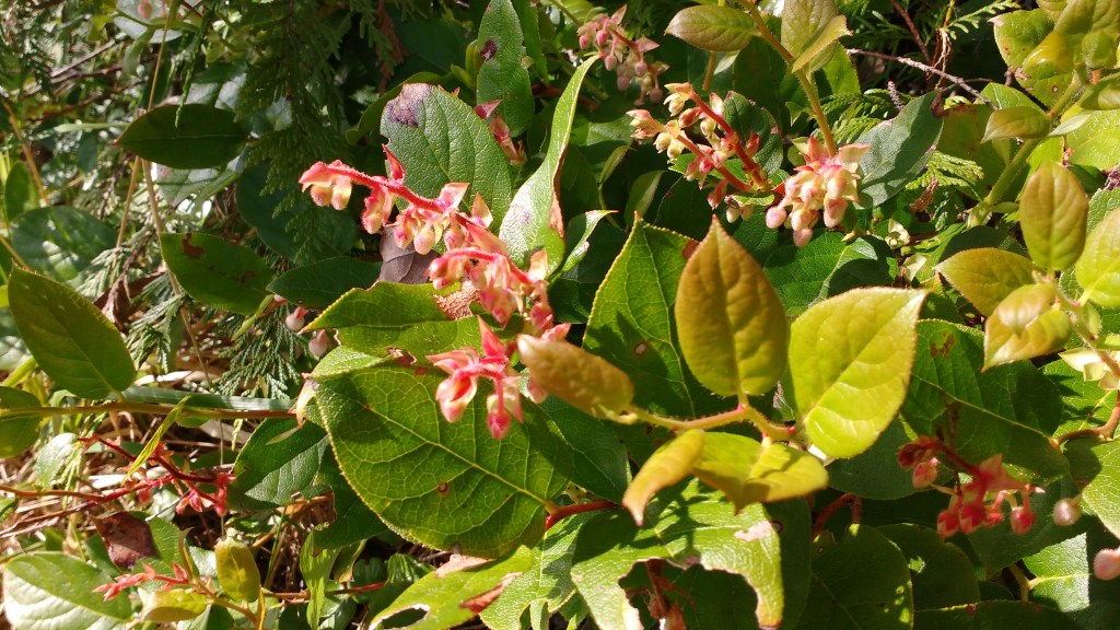 Forest Flowers along the Shoreline Codville Lagoon.Photo Ray Penson