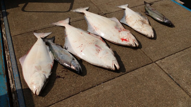 Fresh Caught - but not caught by me.Photo Ray Penson