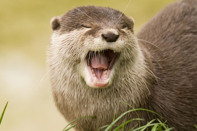 River Otter