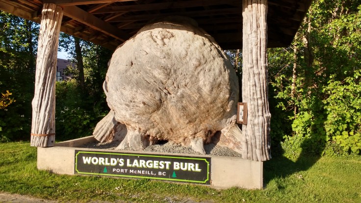 Port McNiell burl the worlds largest. Photo Ray Penson