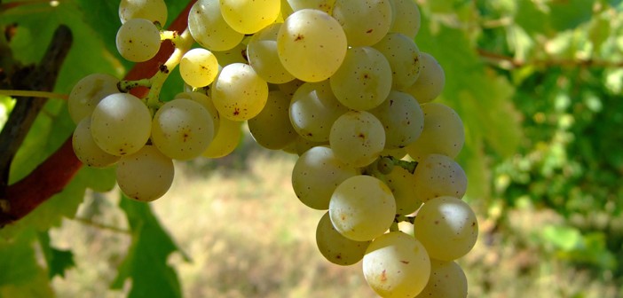 Sauvignon Blanc grapes