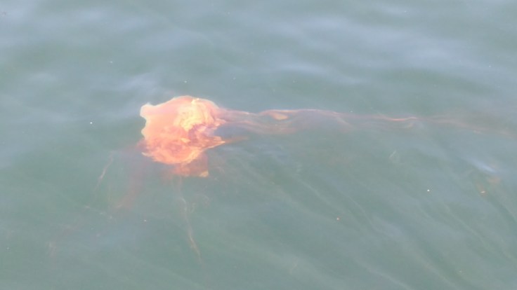 Some Jellyfish. Photo Ray Penson