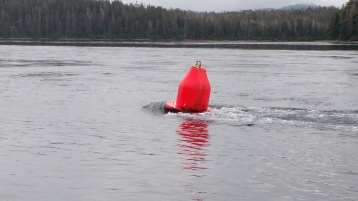Current in Sergius Narrows. Photo Ray Penson