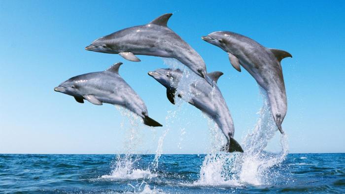 Moving North and first Dolphins. Image Credit Referencedotcom