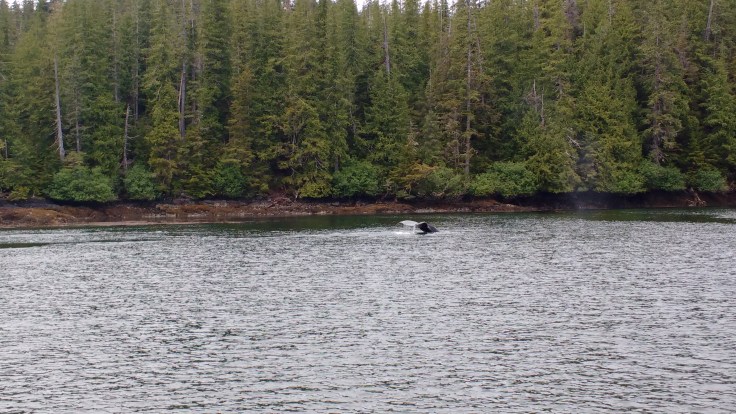 Flipper Beating Whale. Photo Ray Penson