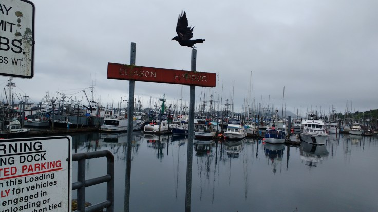 A wet morning in Sitka harbour. Photo Ray Penson