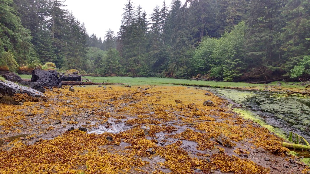 Meadow at head of Lyman Anchorage. Photo Ray Penson.