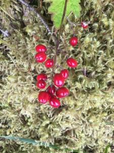 Banberries. Do not eat, we were told.