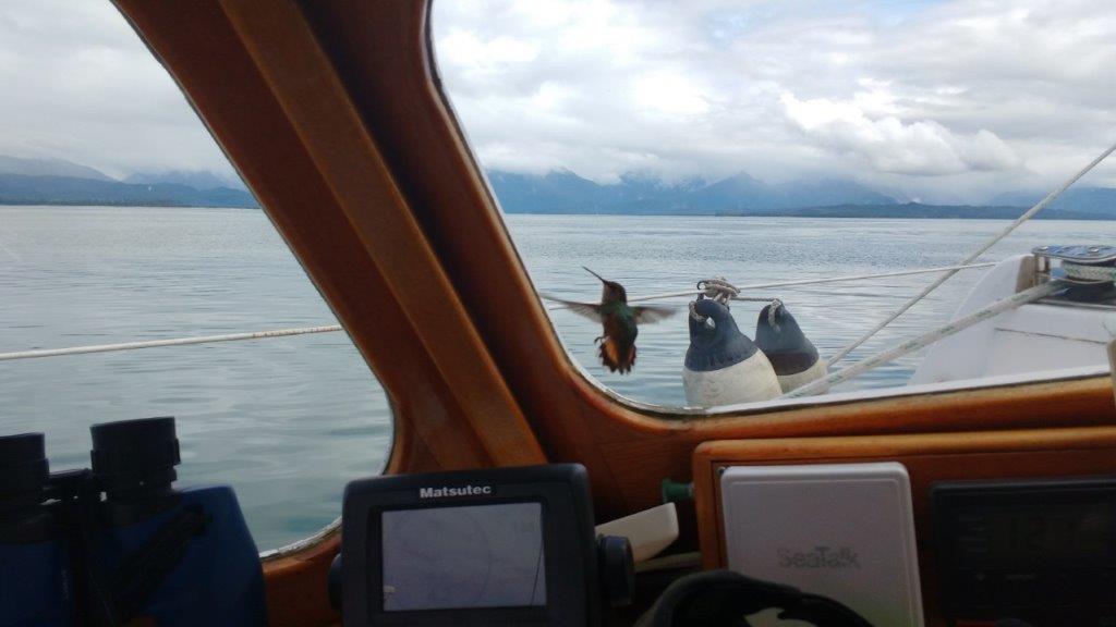 Visit by a Hummingbird
