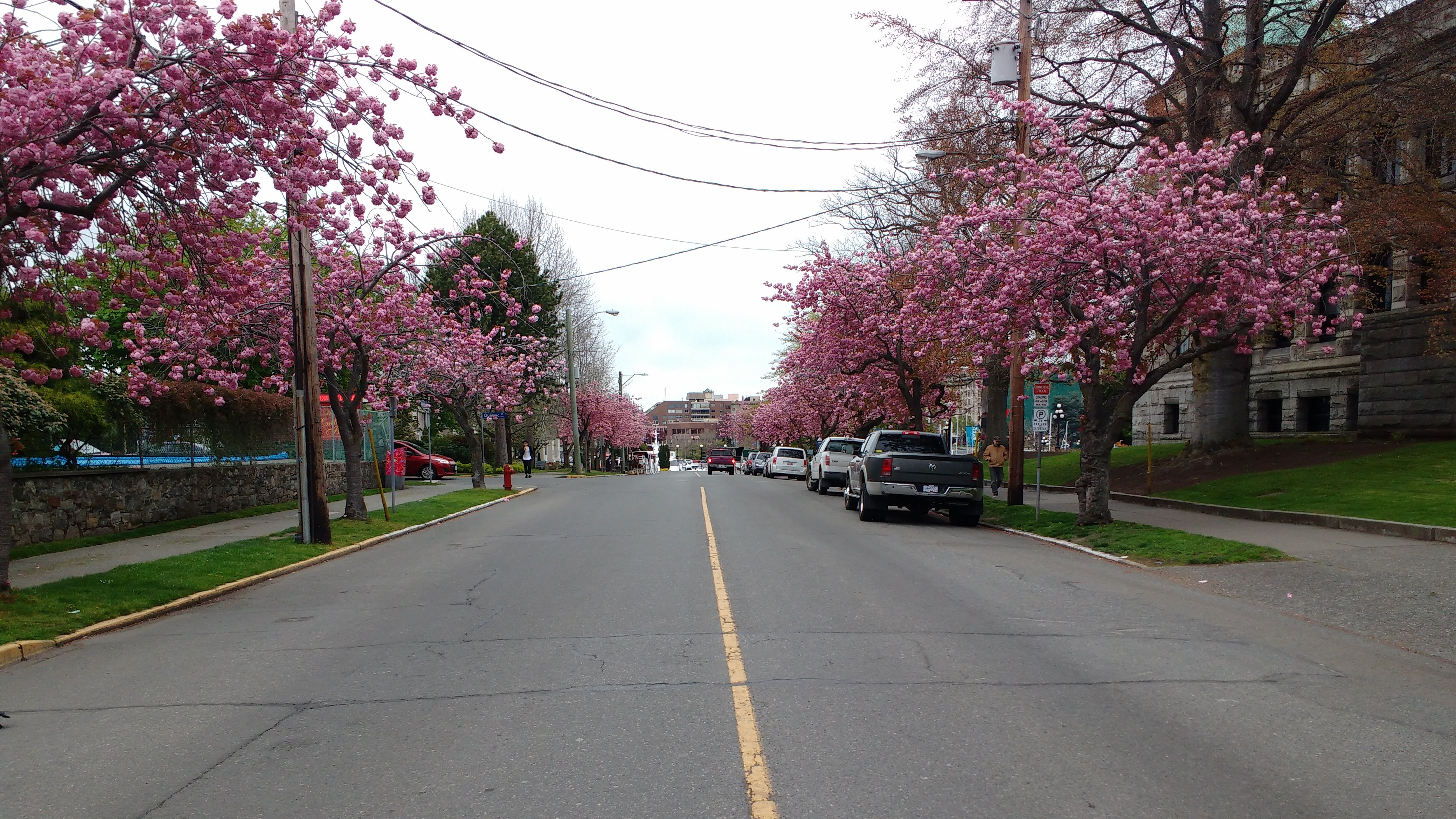 Spring Blossom in Victoria. Photo Ray Penson jpg
