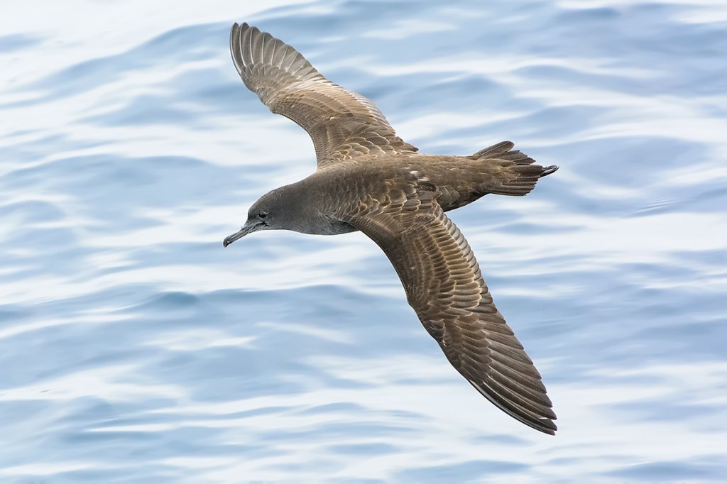 Sooty Shearwater.