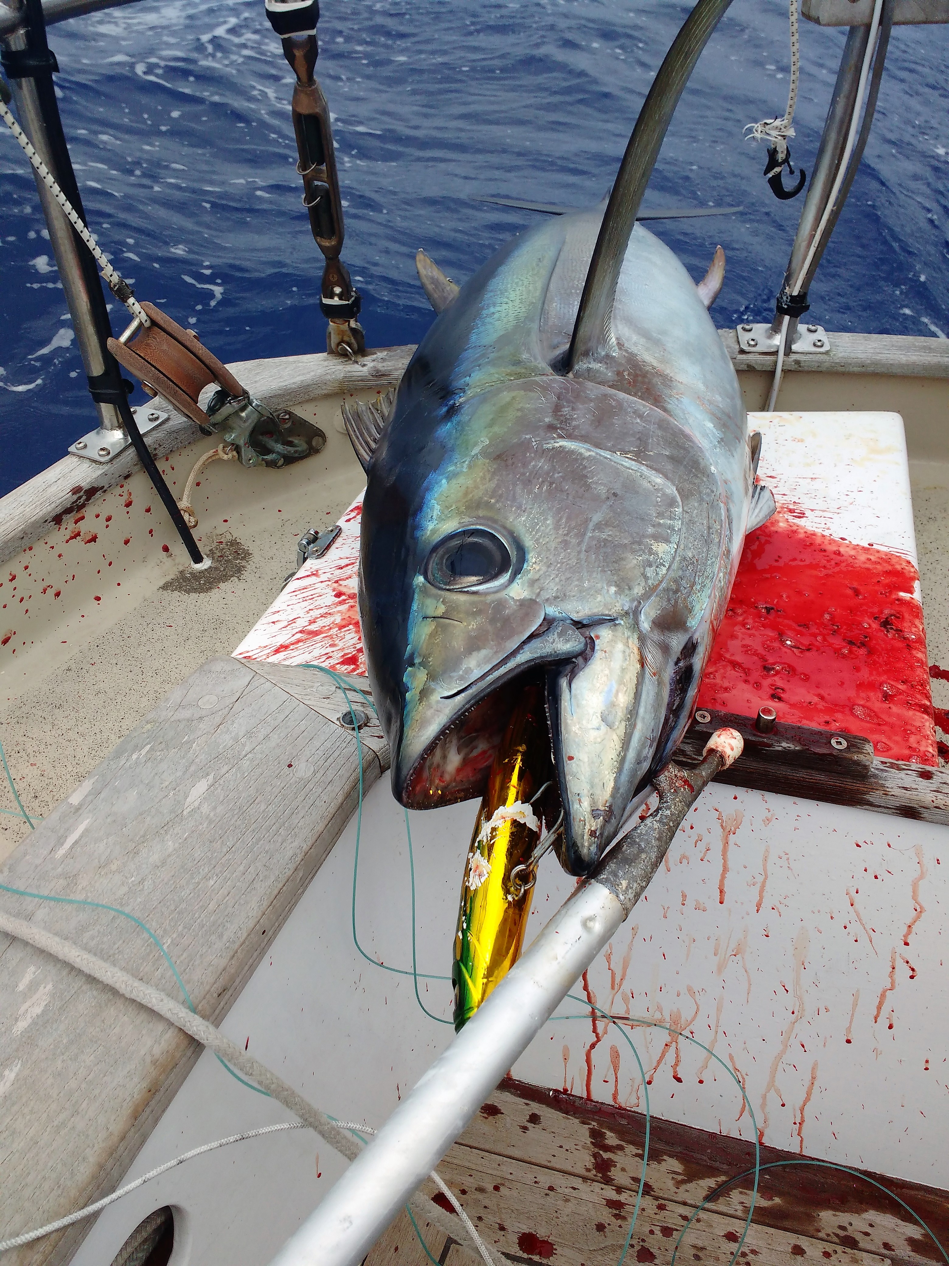 The Lure Finally Worked. Photo Ray Penson