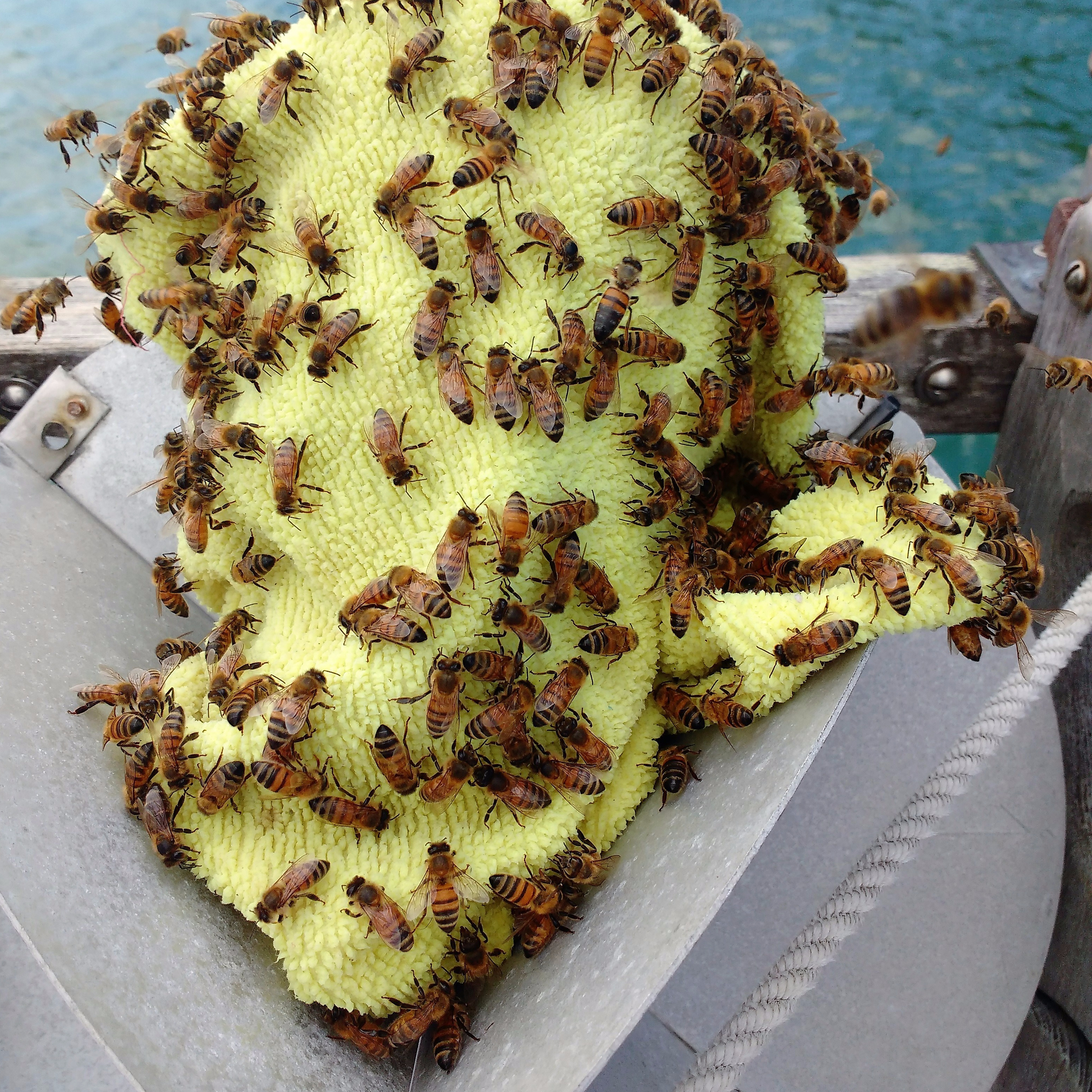 Thirst Bees in Lono Harbour. Photo Ray Penson jpg