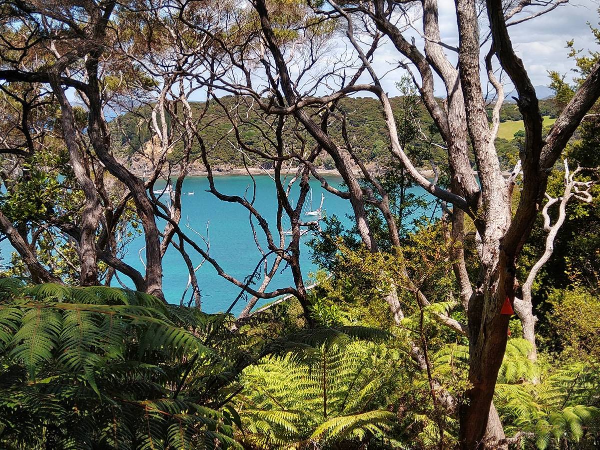 whangamumu-harbour-through-the-bush.-photo-ray-penson