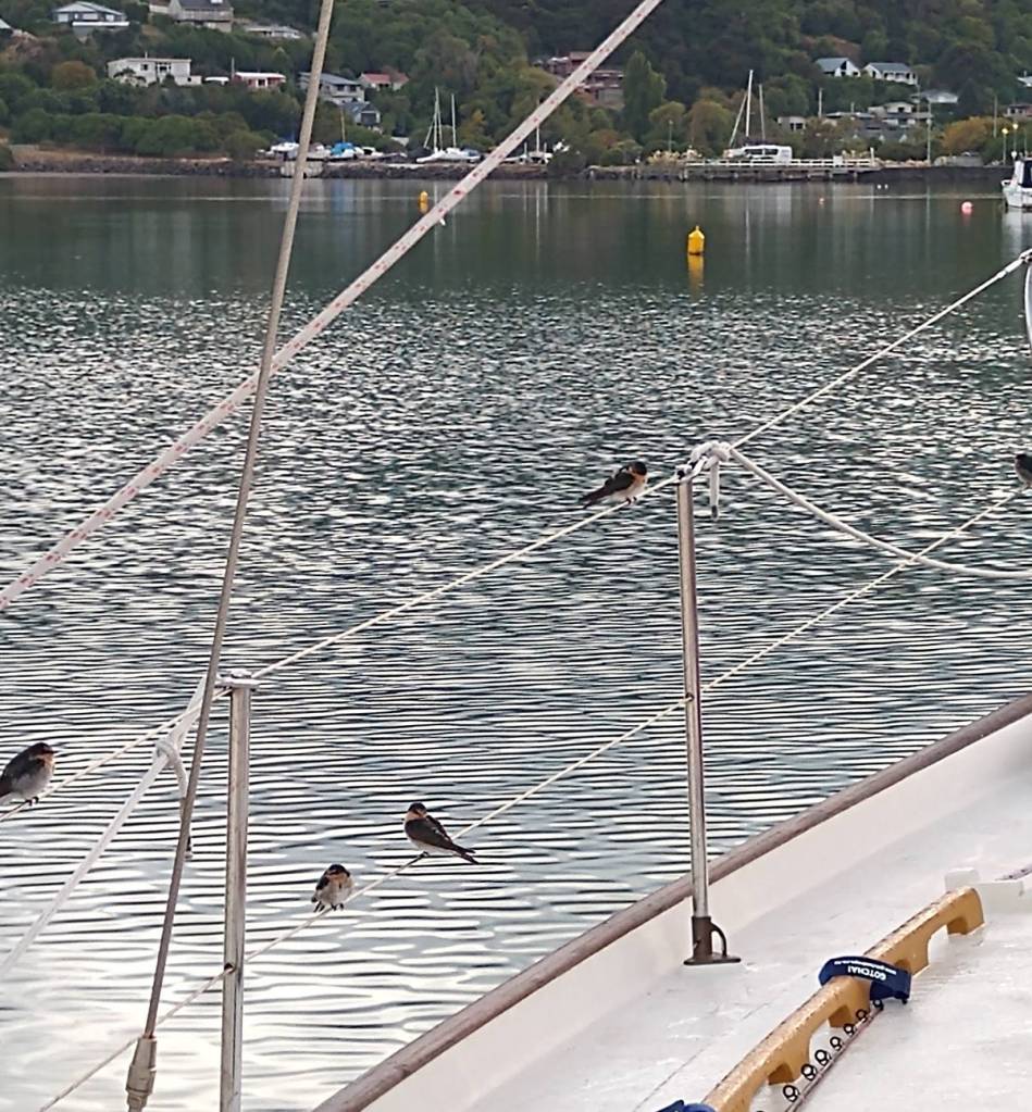 Birds taking a morning perch on Truce. Photo Ray Penson