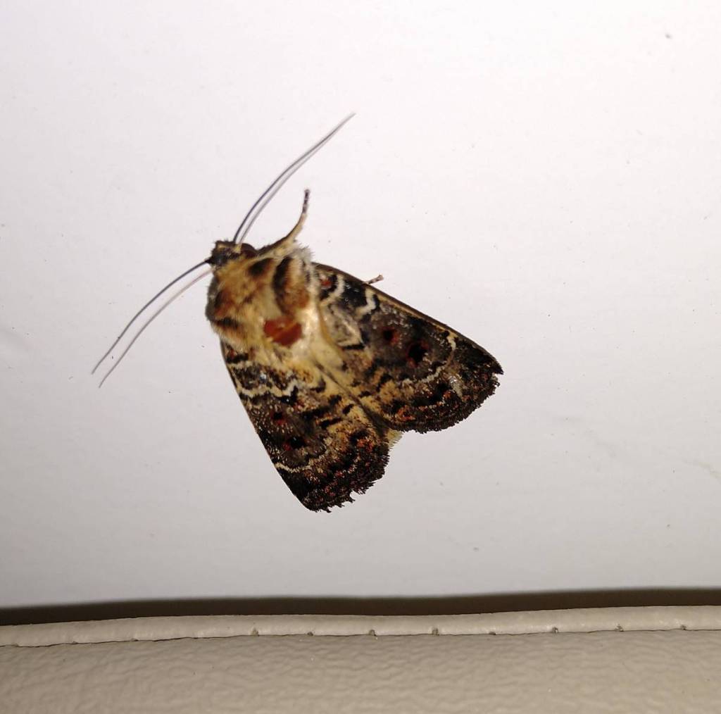 One of the invading moths