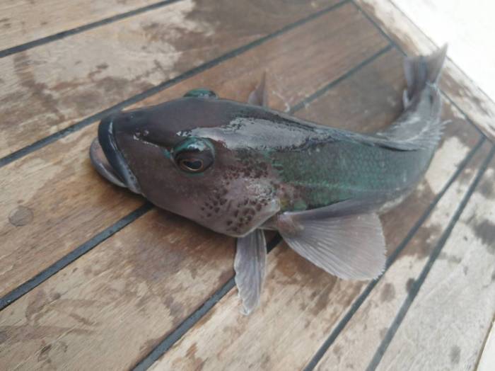 Blue Cod before Photo Ray Penson