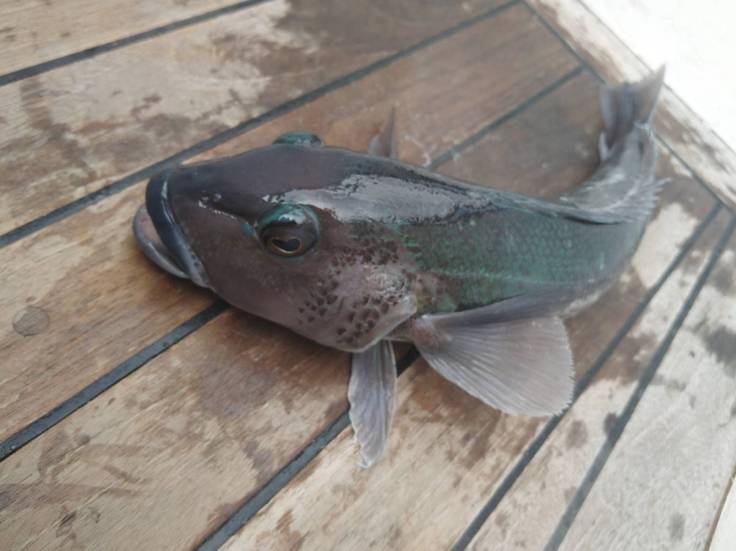 Blue Cod before Photo Ray Penson