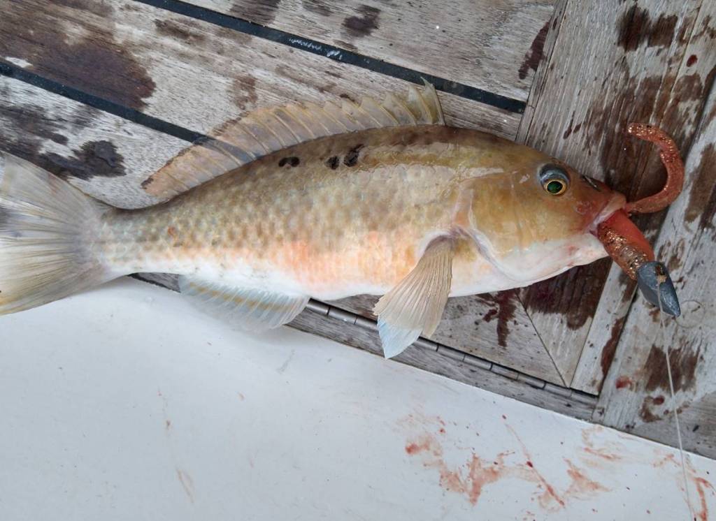 Spotty, rapacious nuisance fish Photo Ray Penson