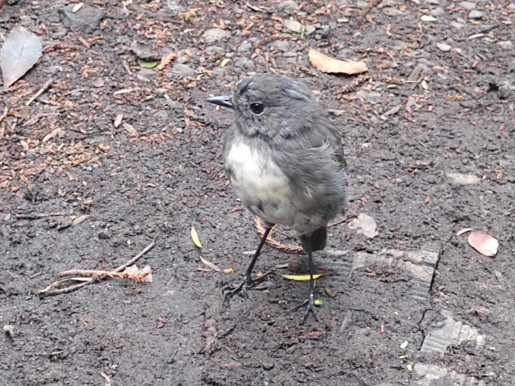 Black Robin. Photo Ray Penson
