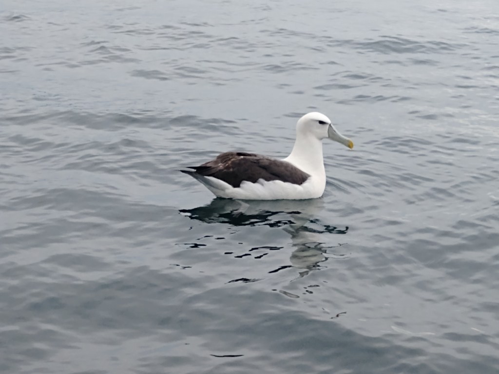 Mollyhawk waiting for more fish.