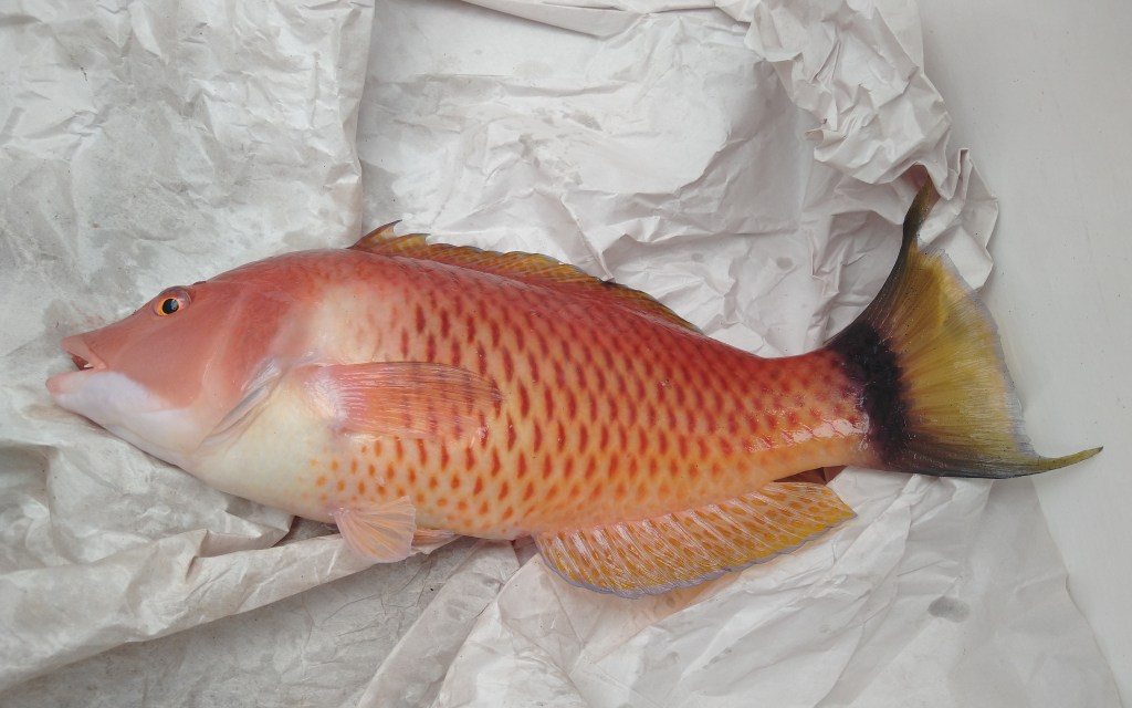 My first Pigfish. Photo Ray Penson