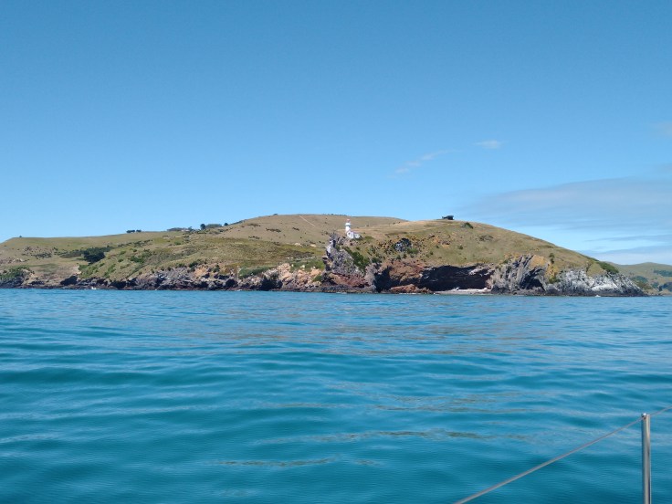 Taiaroa Head. Photo Ray Penson