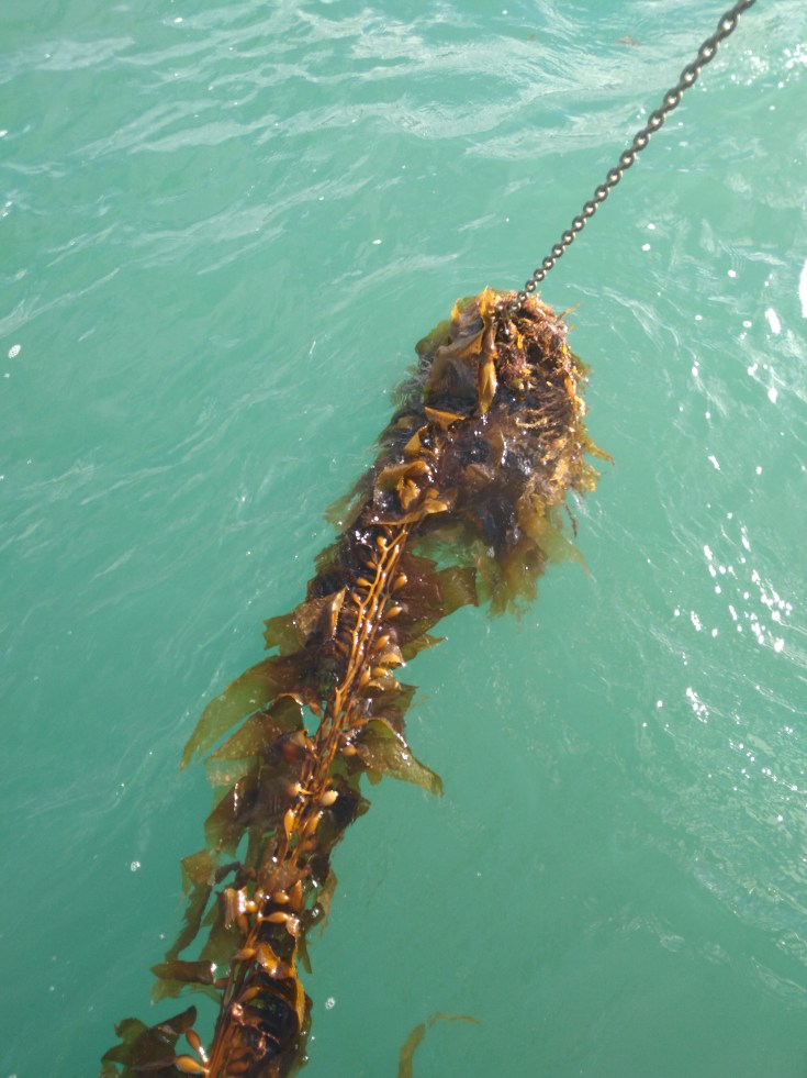 Weed on Anchor Chain. Photo Ray Penson