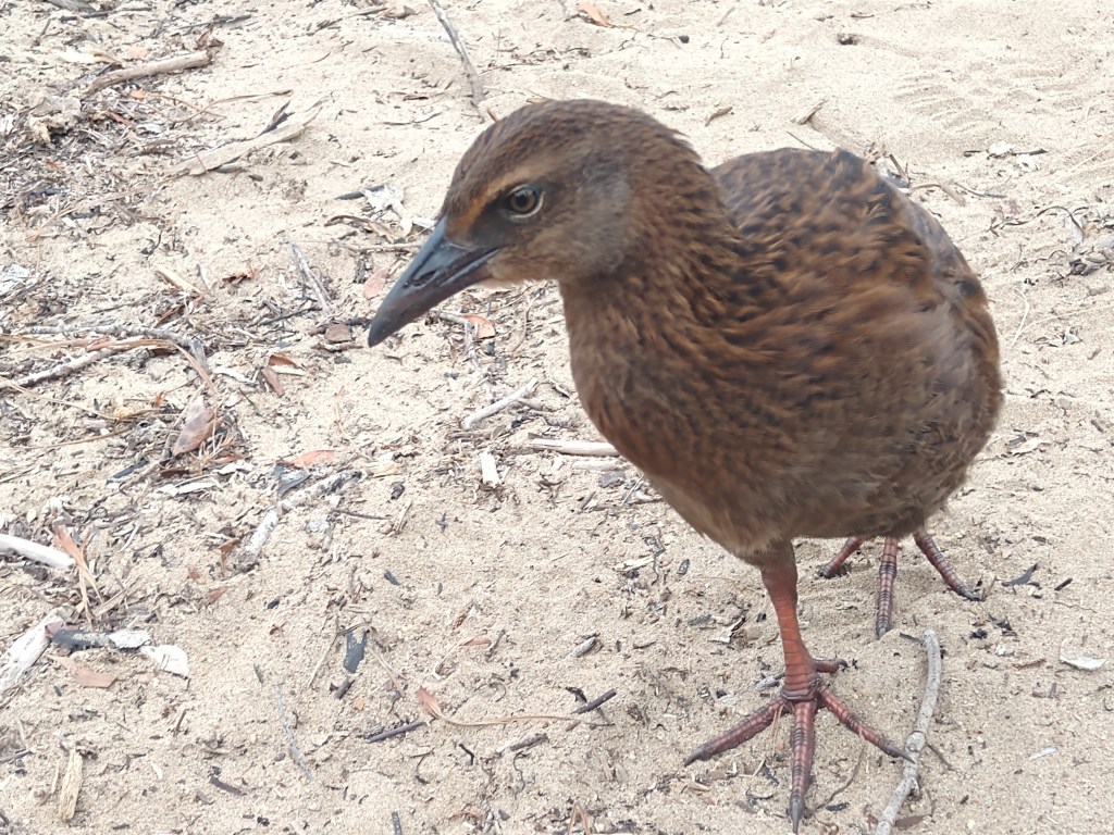 Weka. Photo Ray Penson