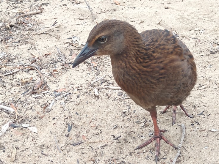 Weka. Photo Ray Penson