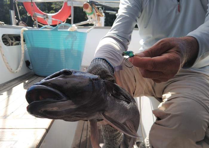 Blue Cod and lure. Photo Ray Penson