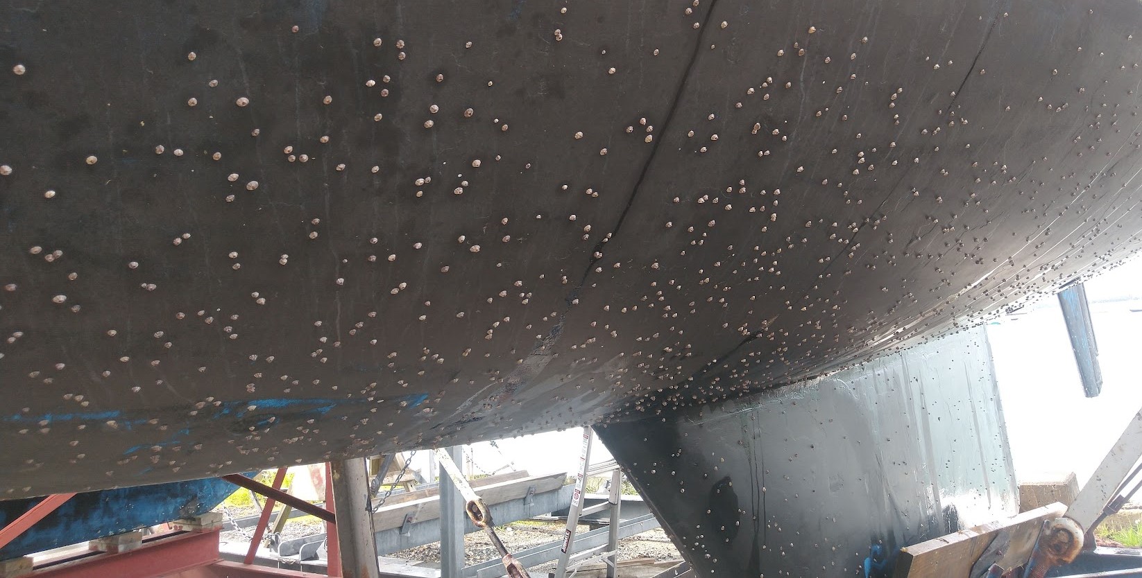 Nasty Surprise, Barnacles on Hull. Photo Ray Penson