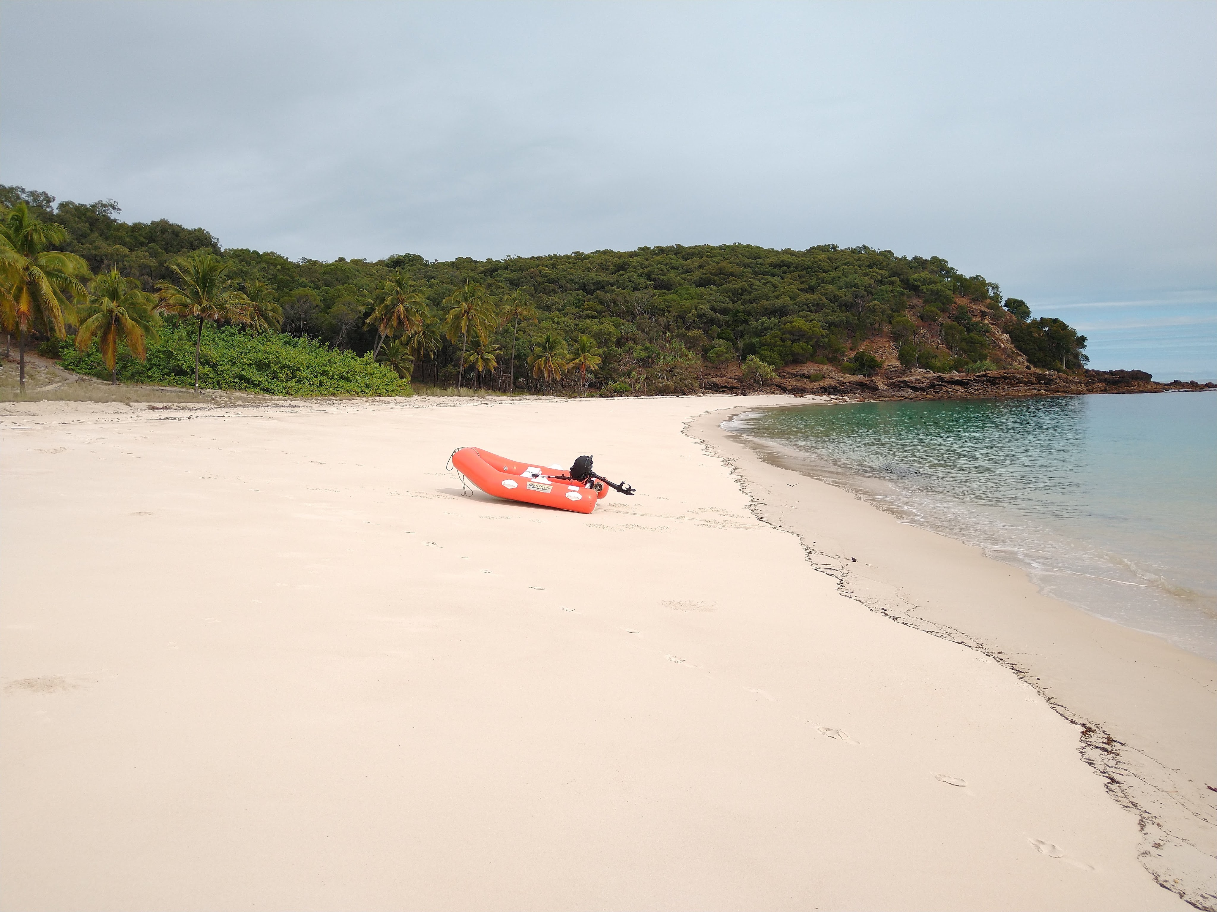 Orange Pig at Percy Island. Photo Ray Penson