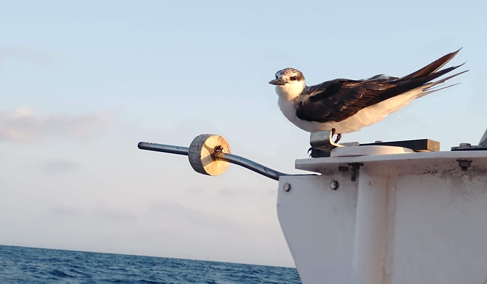 Arafura Sea Hitch Hiker. Photo Ray Penson