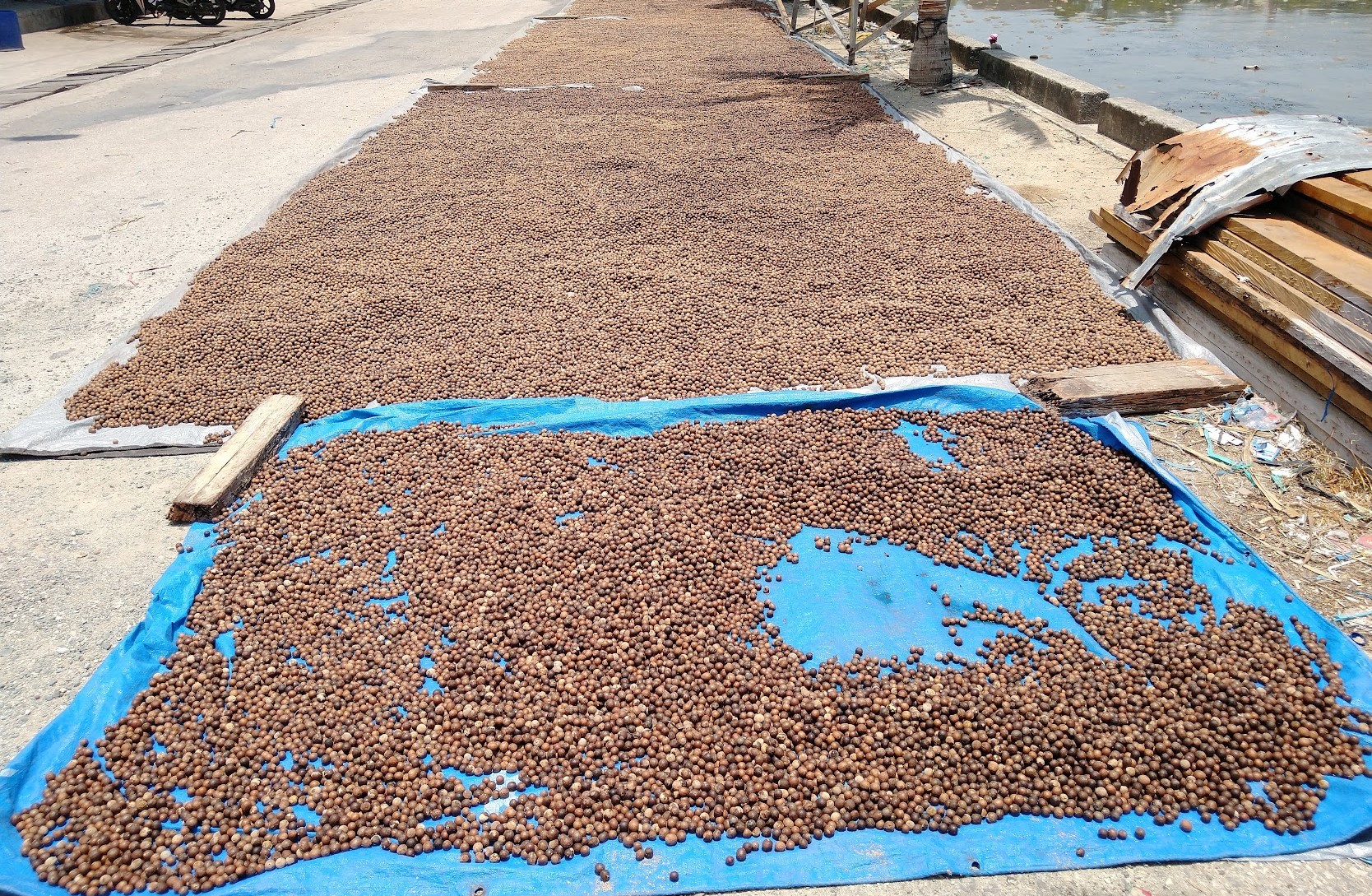 Nutmeg Drying in the Sun, Saumlaki. Photo Ray Penson