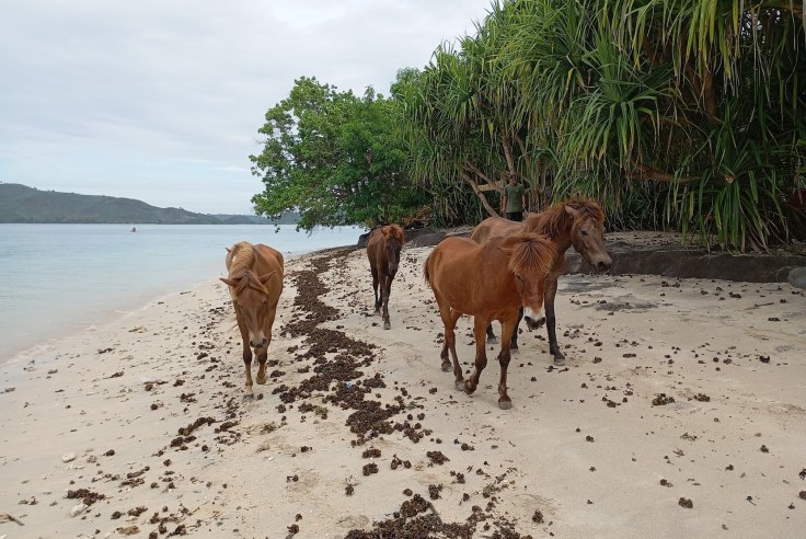 Horses on Beach at Gili Asahan. Photo Ray Penson
