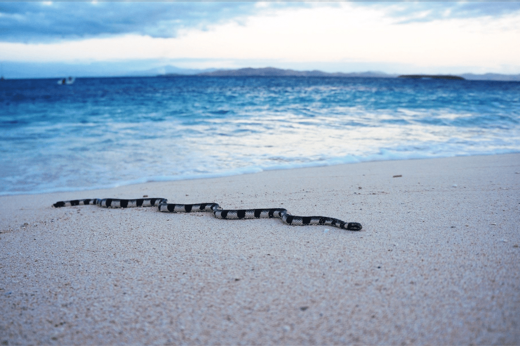 Sea Snake. Photo from Jungledragon.com