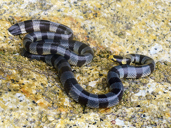 https://www.ecologyasia.com/verts/snakes/yellow-lipped-sea-krait.htm