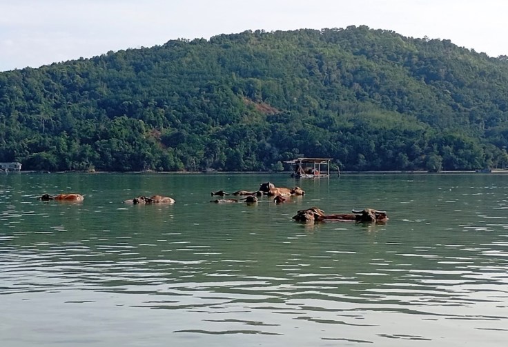 Cows at the Anchorage. Photo Ray Penson