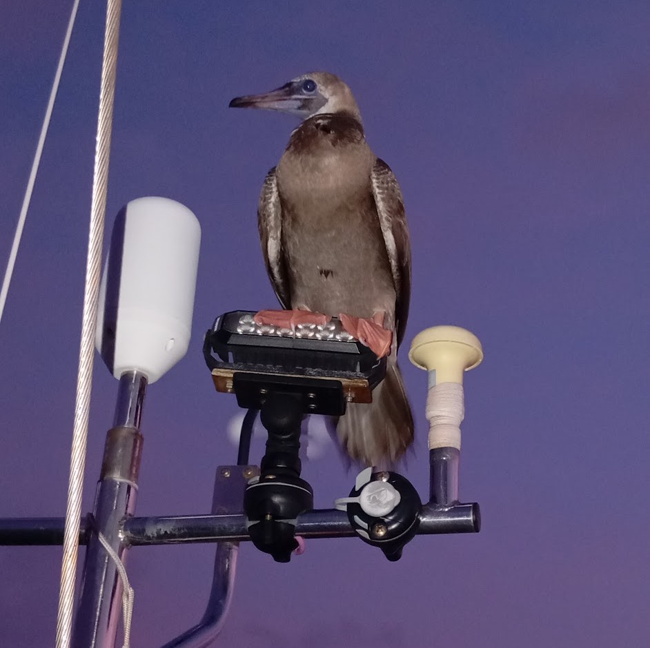 Shite Hawk, snuck onboard when I wasn't looking. Photo Ray Penson