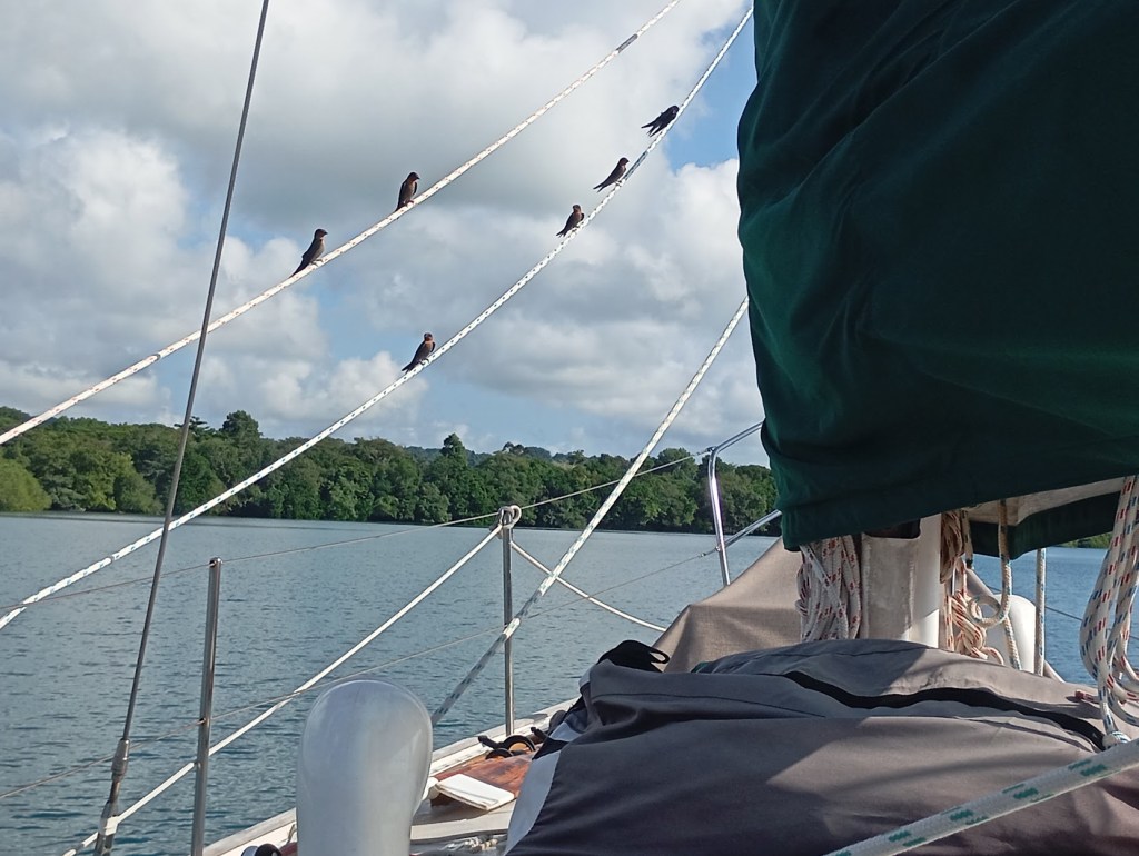 Little birds woke me up in the morning at Turtle Bay anchorage. I love them but the red berries they eat make a mess of the deck on the way out. Photo Ray Penson